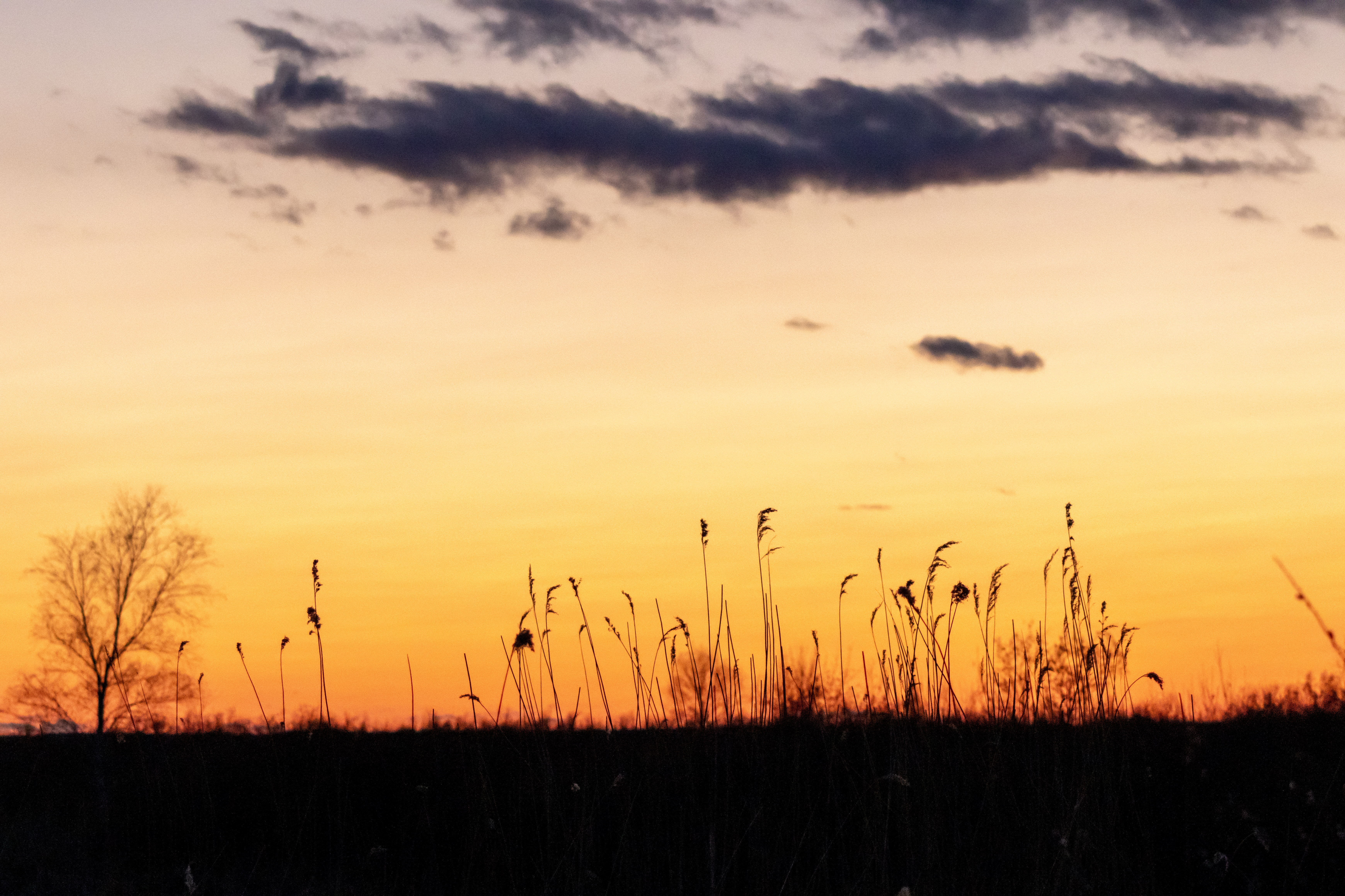 Golden horizon sunset